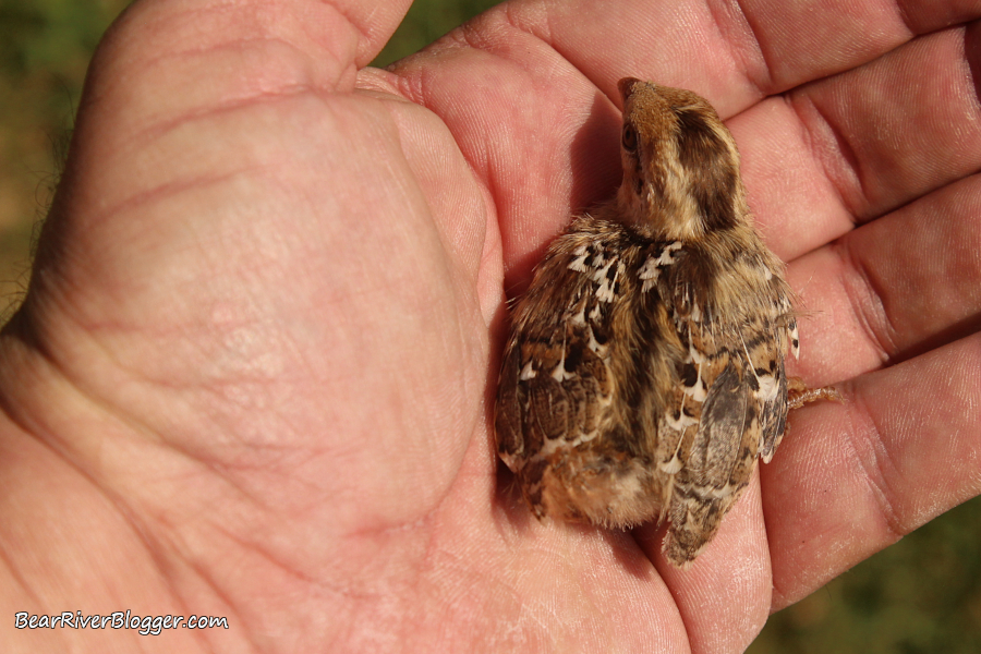 Baby California quail being held by hand.