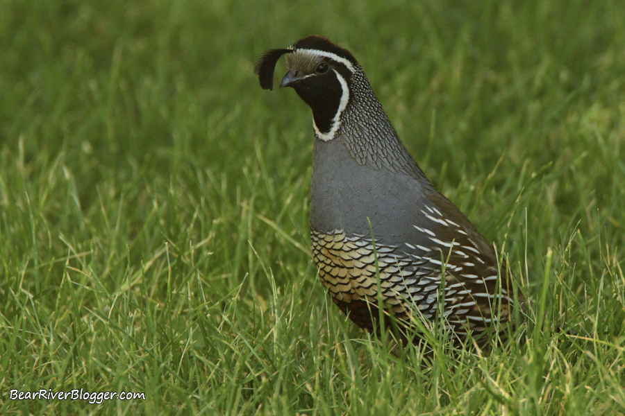 California quail in the grass