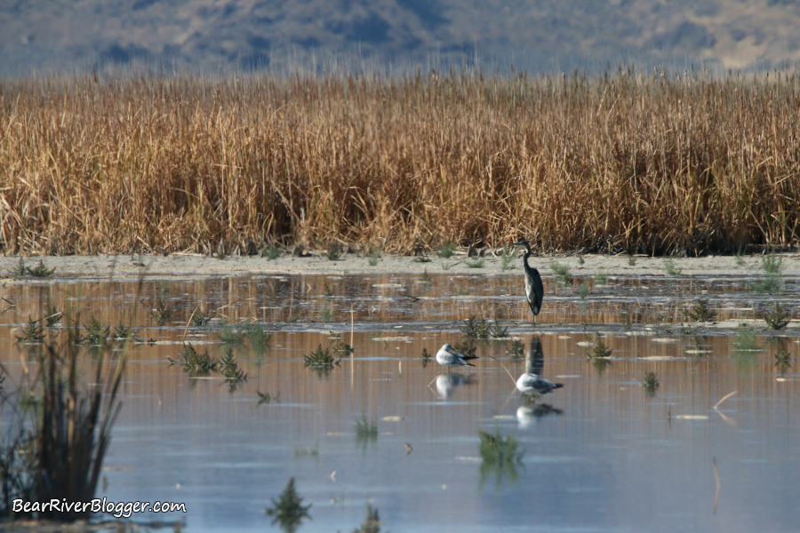great blue heron on the bear river migratory bird refuge auto tour route