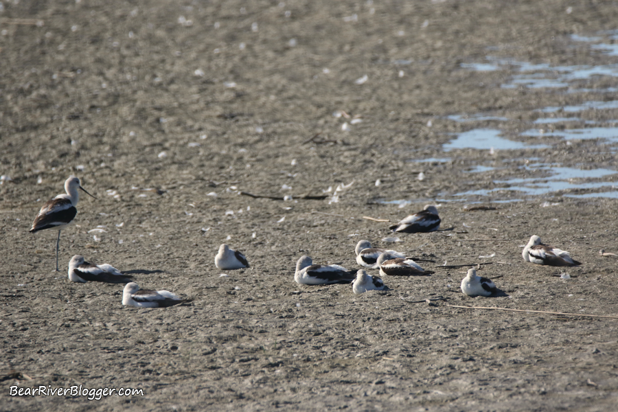 american avocets resting on a mudflat