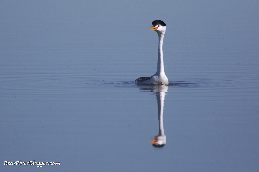 clark's grebe