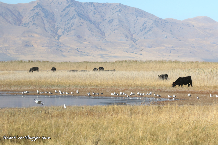 cows and gulls on the bear river migratory bird refuge auto tour route