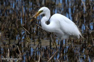 great egret standing in a wetland after it just caught a fish.