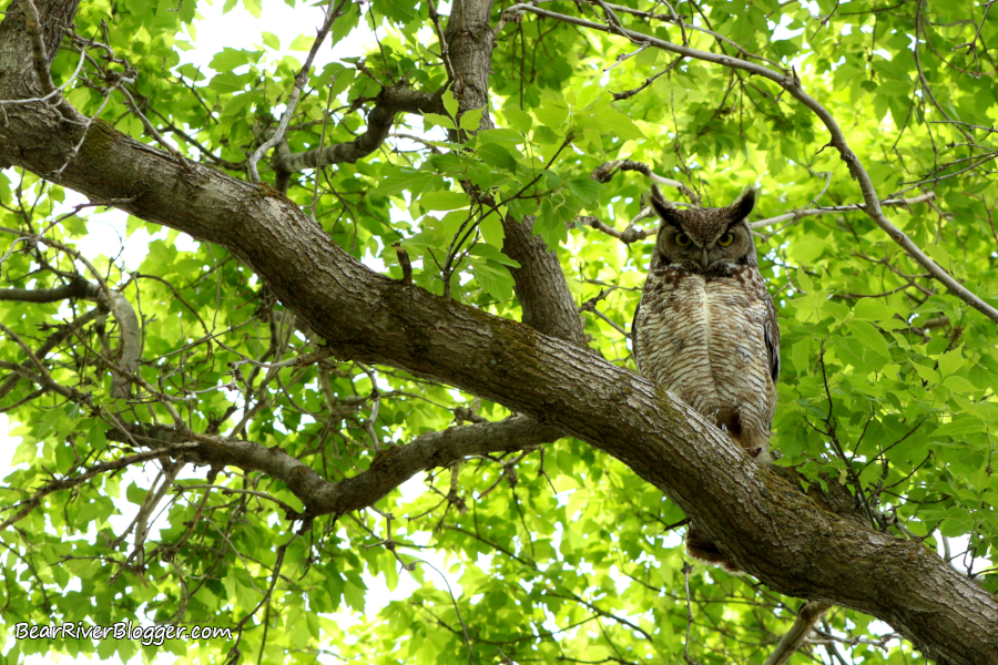 Great horned owl perched in a tree with lots of green leaves around him.