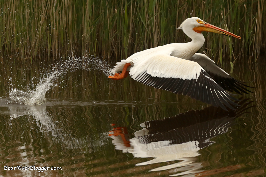 American white pelican taking to flight on the Bear River Migratory Bird Refuge.