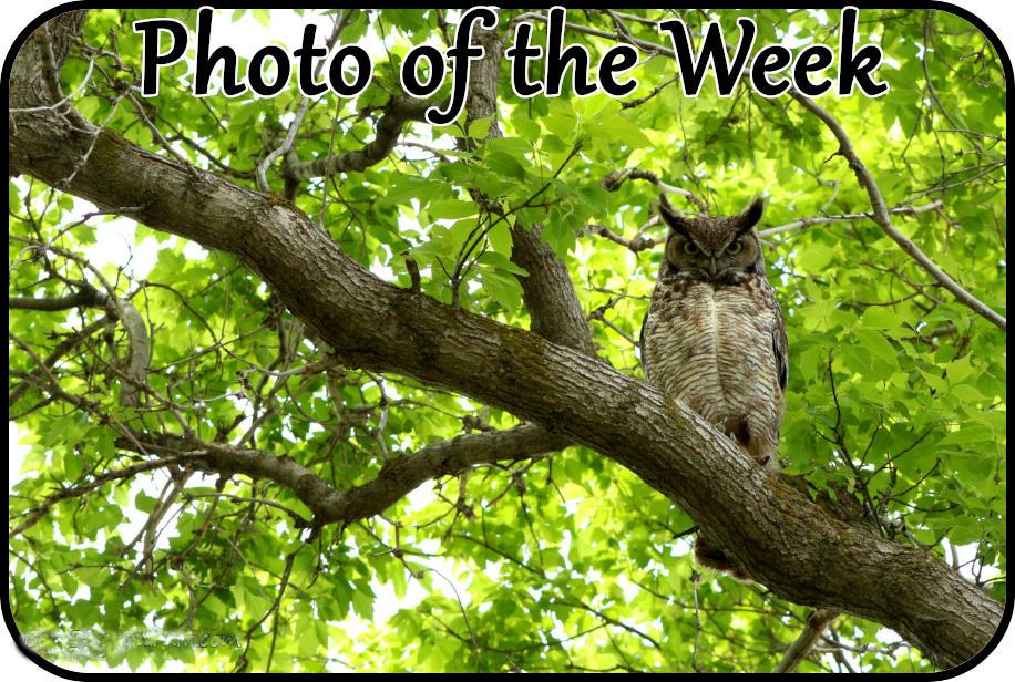 photo of the week box