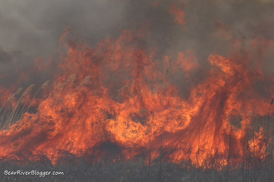 a controlled burn on the Bear River Migratory Bird Refuge to remove invasive phragmites.