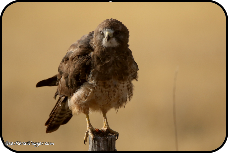 swainson's hawk on a post