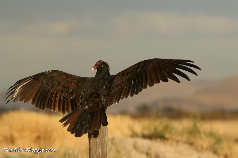 turkey vulture spreading its wings to warm up