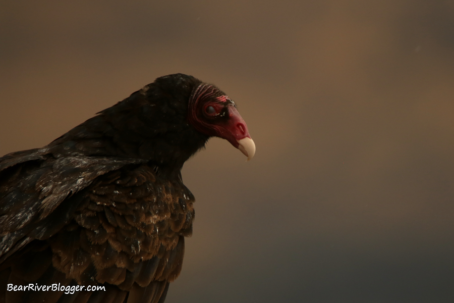 head shot of a turkey vulture showing its nictitating eyelid on the bear river migratory bird refuge.