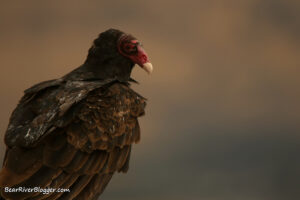 Read more about the article The Amazing Turkey Vulture