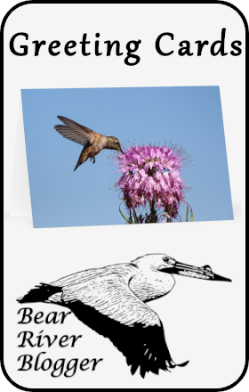 greeting card graphic