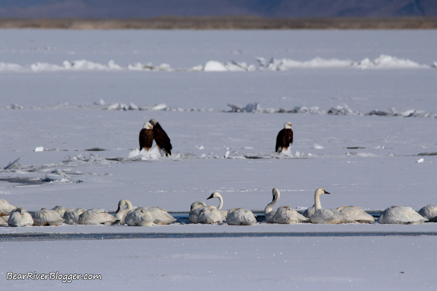 Three bald eagles perched on the ice during winter next to tundra swans on the Bear River Migratory Bird Refuge auto tour route.