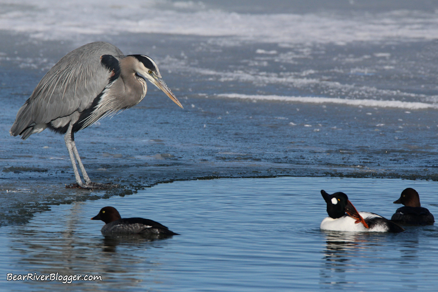 Great blue heron standing on the edge of a pocket of open water during winter on the Bear River Migratory Bird Refuge auto tour route.