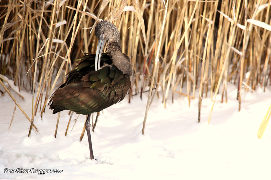 White-faced ibis standing in the snow during winter on the Bear River Migratory Bird Refuge.