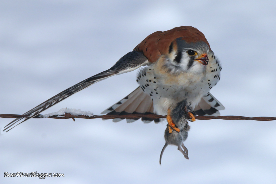 American kesrel during winter perched on barbed wire with a vole in its talons.