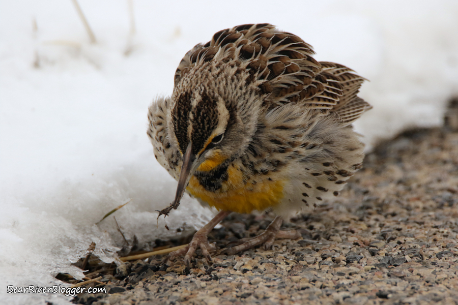 Western meadowlark searching for seeds during winter on the side of the road.