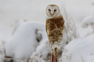 Barn owl perched on a metal fence post during winter on the Bear River Migratory Bird Refuge..