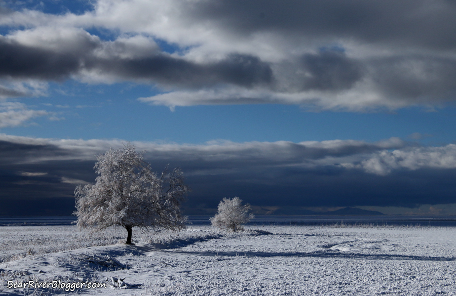A snow-covered landscape on the Bear River Migratory Bird Refuge.