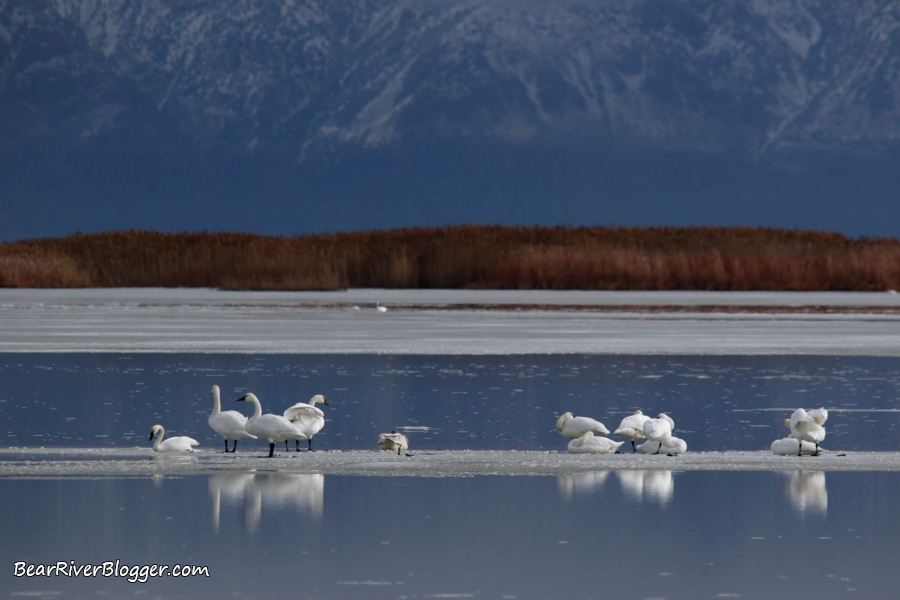 Tundra swans standing on the ice during winter on the Bear River Migratory Bird Refuge.