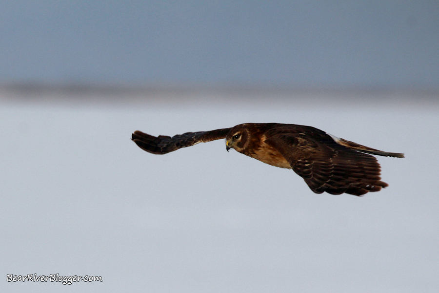 female northern harrier in flight on the bear river migratory bird refuge auto tour route